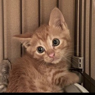 里親様決定　可愛い茶トラの男の子(=^ェ^=)♪