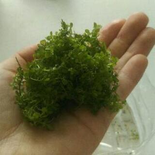 ニューラージパールグラス(水草)