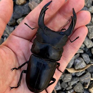 久留米産オオクワガタ幼虫　早い者勝ち　1頭500円　大型血統　　