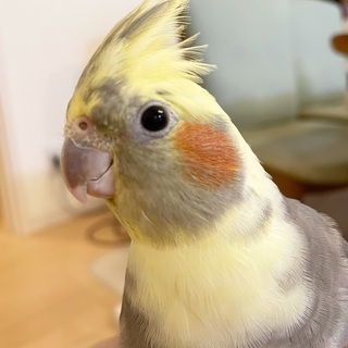 オカメインコを捜しています