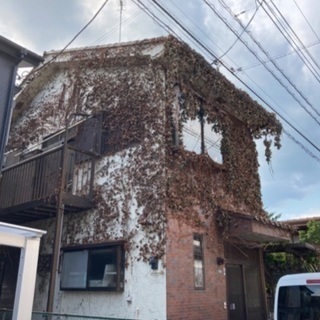 蔦の除去（写真）