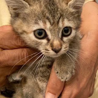里親様決定　サビトラ、カギしっぽの可愛らしい女の子(=^ェ^=)♪