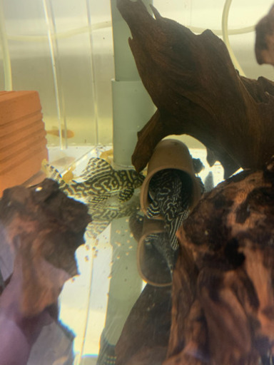 純血キンペコのペアー