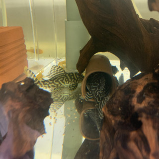 純血キンペコのペアー