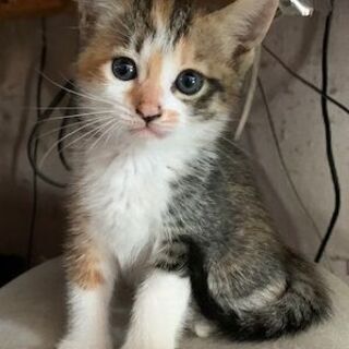 子猫の里親さん募集しています ①