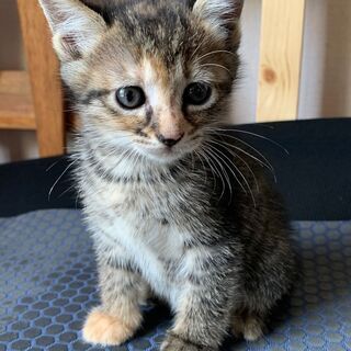 子猫の里親さん募集しています ②