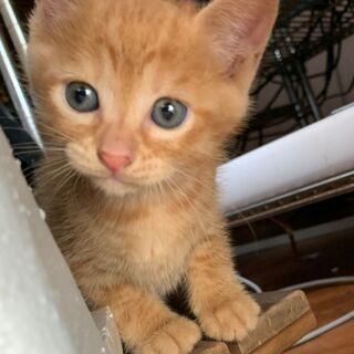 子猫の里親さん募集しています ③