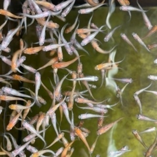 🐸①各種メダカ30匹セット¥1000円❣️日曜日限定❣️