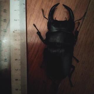 オオクワガタ　セット　
