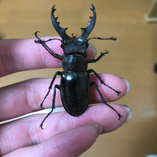 オオシマミヤマクワガタ雄雌セット