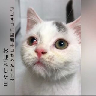 マンチカン　　子猫　●●●本文をよくご覧下さいませ。 ●●●　ア...