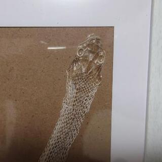【値下げ】蛇皮「金運UP」の画像