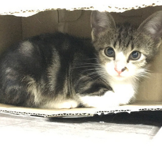 【譲渡完了】　保護仔猫　