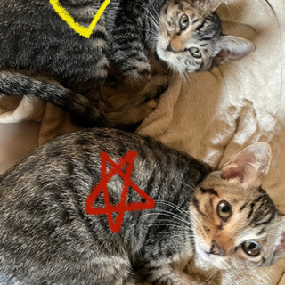 【お譲り先決まりました。ありがとうございました】キジトラの男の子...
