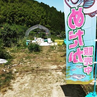 メダカ販売所　かみさん　メダカ販売中の画像
