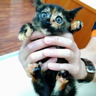 💕家族ができました💕ママとはぐれちゃったみるくちゃん✨の画像