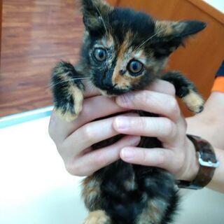 💕家族ができました💕ママとはぐれちゃったみるくちゃん✨ - 那覇市