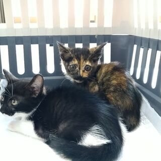 💕家族ができました💕ママとはぐれちゃったみるくちゃん✨ - 猫