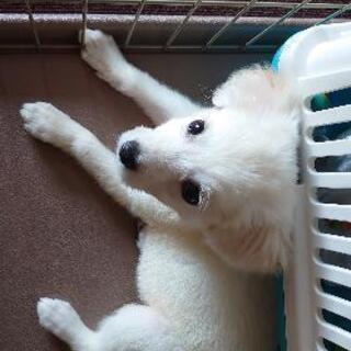 白茶の女のコ - 犬