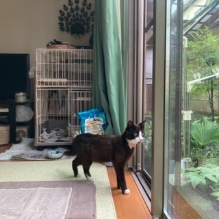 可愛らしいオス猫