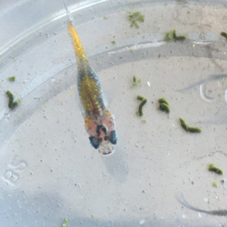 メダカ夜桜　成魚5匹