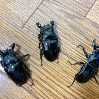 タランドゥスツヤクワガタペア