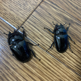 タランドゥスツヤクワガタペアの画像