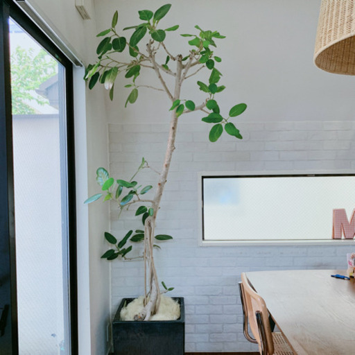 【フィカス　ベンガレンシス】230cm 大型　根上り　幹太