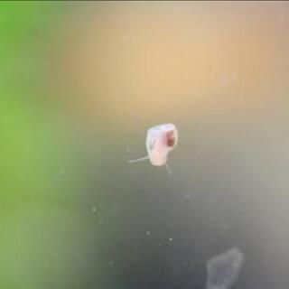 櫻華ラムズホーン水草セットの画像