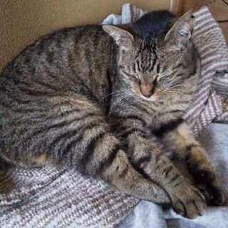 七歳のオスの里親募集