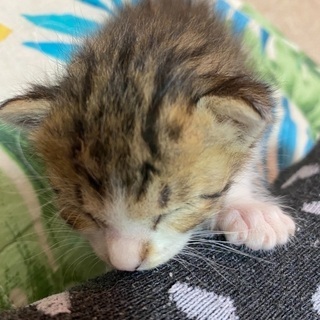 里親様が決まりました。ありがとうございました。 - 里親募集