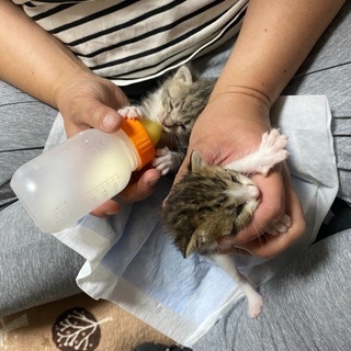 里親様が決まりました。ありがとうございました。 - 猫