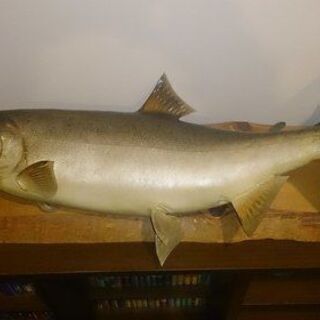 釣った魚のはく製（NEW）