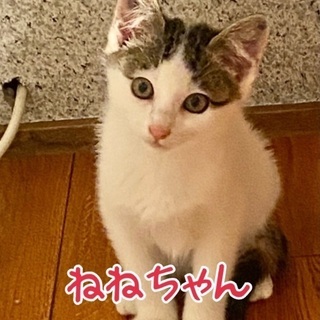 三毛子猫２匹いますー北見市