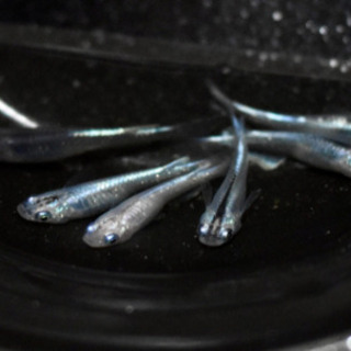 幹之メダカ（弱光〜中光）s〜mサイズ