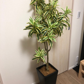 造花:鉢植え観葉植物🪴🪴