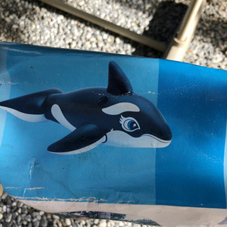 シャチ　浮き輪の画像