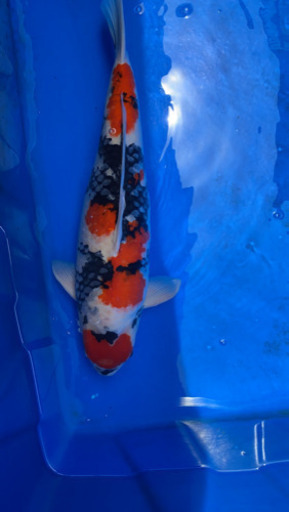 錦鯉　阪井養鯉場　極上