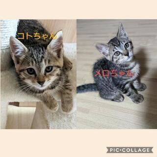 キジトラの仲良し姉妹子猫