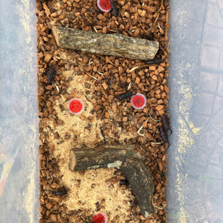 カブトムシクワガタムシセット