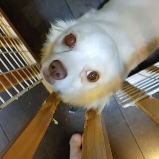 チワワ オス 白 里親募集します。