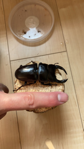 国産オオクワガタ　ペア