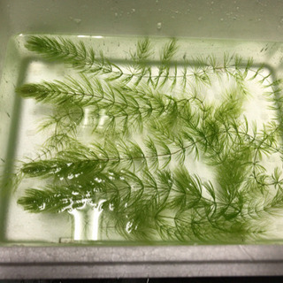 マツモ大量！金魚やメダカ水槽にいかがでしょう、お得です！