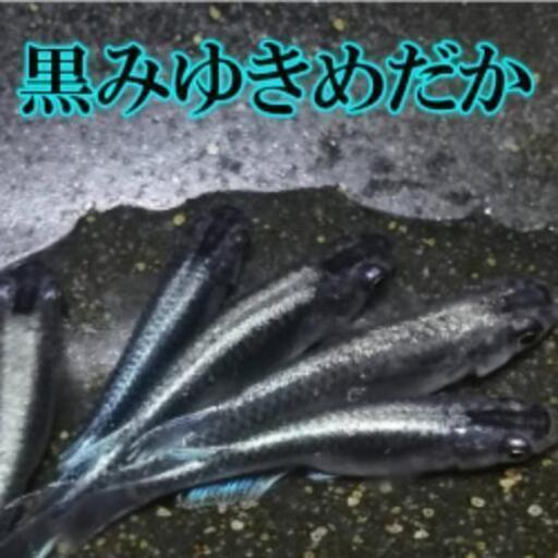 黒みゆきめだかの卵