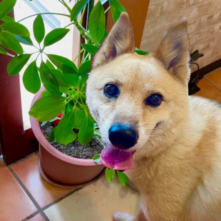 オフホワイトの毛色の男の子🐶少し怖がりさんな「三郎」くん♂