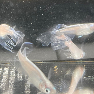 メダカ　天女の舞　松井鰭長幹之　稚魚　1匹100円  #完全無選別#  ☆かほるこばばあのメダカちゃんの画像