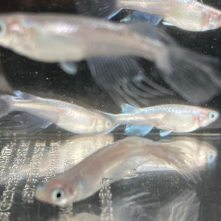 メダカ　天女の舞　松井鰭長幹之　稚魚　1匹100円  #完全無選別#  ☆かほるこばばあのメダカちゃんの画像