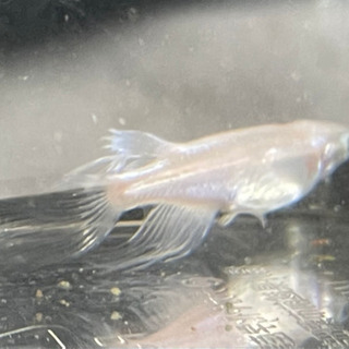 メダカ　天女の舞　松井鰭長幹之　稚魚　1匹100円  #完全無選別#  ☆かほるこばばあのメダカちゃんの画像