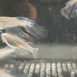 メダカ　天女の舞　松井鰭長幹之　稚魚　1匹100円  #完全無選別#  ☆かほるこばばあのメダカちゃんの画像