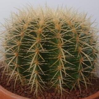 金鯱7号,8号2鉢専用